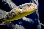 Seachem Clarity - Image 3