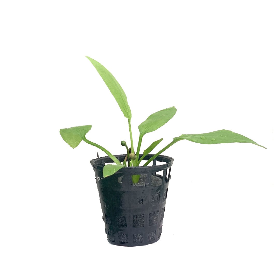Echinodorus grisebachii 'Bleherae' (Amazon sword plant) GWA