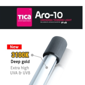 TICA ARO-10 DEEP GOLD (142 CMS)