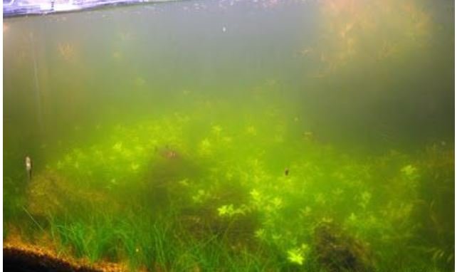 How to control Algae in Planted Aquarium