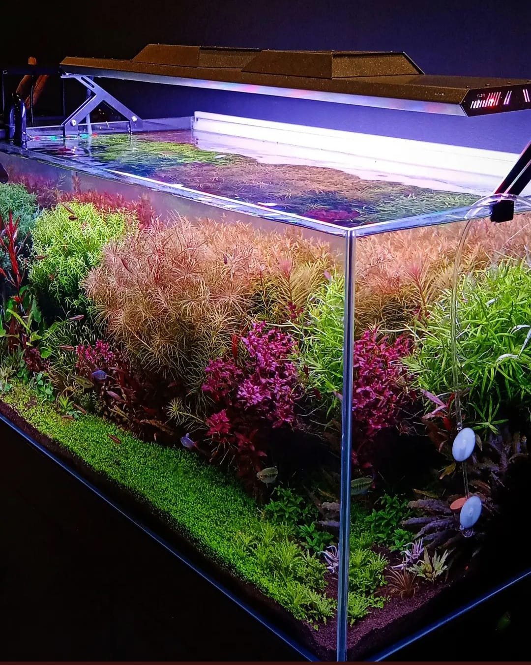 What is Dutch Style Aquascaping
