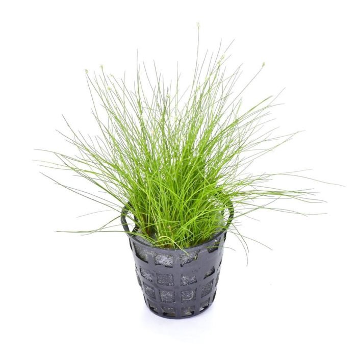 Elocharis parvula "Japanese"(Mini hair grass) GWA