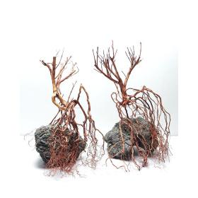 Whiskers Wood  20-30cm 1 Pc