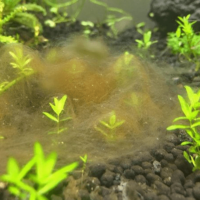 Diatoms in planted tanks