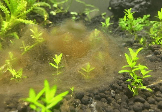 Diatoms in planted tanks