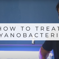 How to treat cyanobacteria or bluegreen algae in planted aquariums
