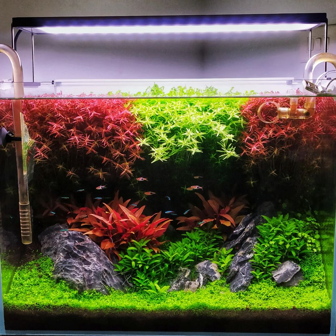 How to setup light, lighting period for an aquarium?