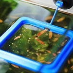 feeding ring square